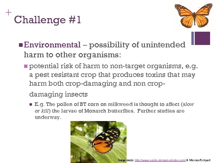 + Challenge #1 n Environmental – possibility of unintended harm to other organisms: n