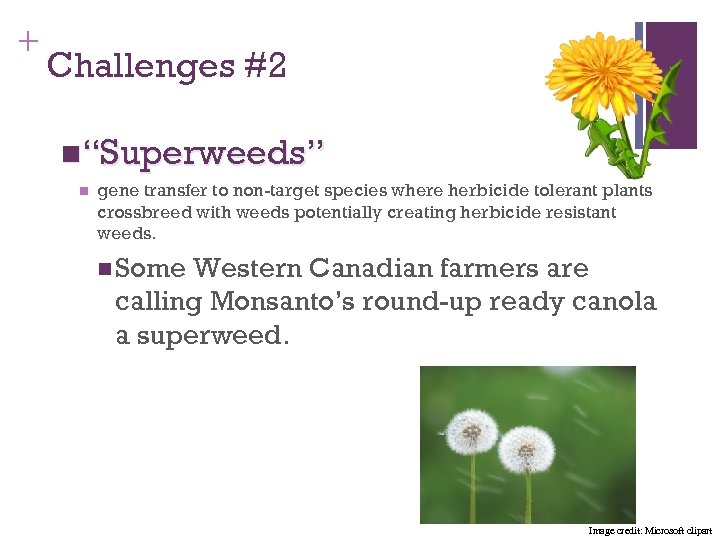 + Challenges #2 n“Superweeds” n gene transfer to non-target species where herbicide tolerant plants