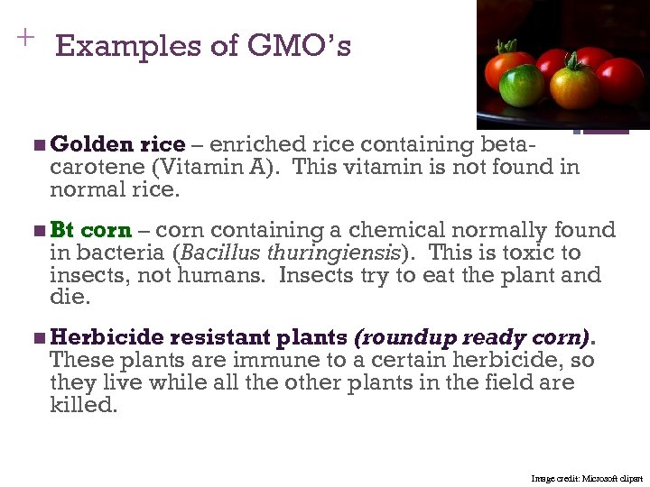 + Examples of GMO’s n Golden rice – enriched rice containing betacarotene (Vitamin A).