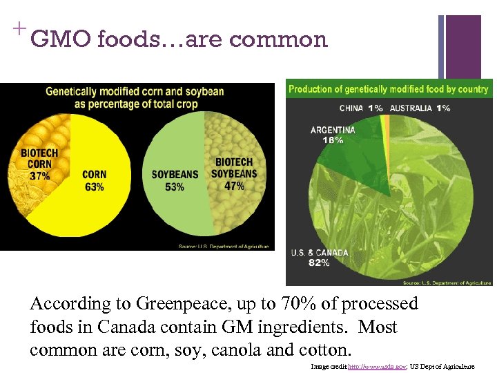 + GMO foods…are common According to Greenpeace, up to 70% of processed foods in