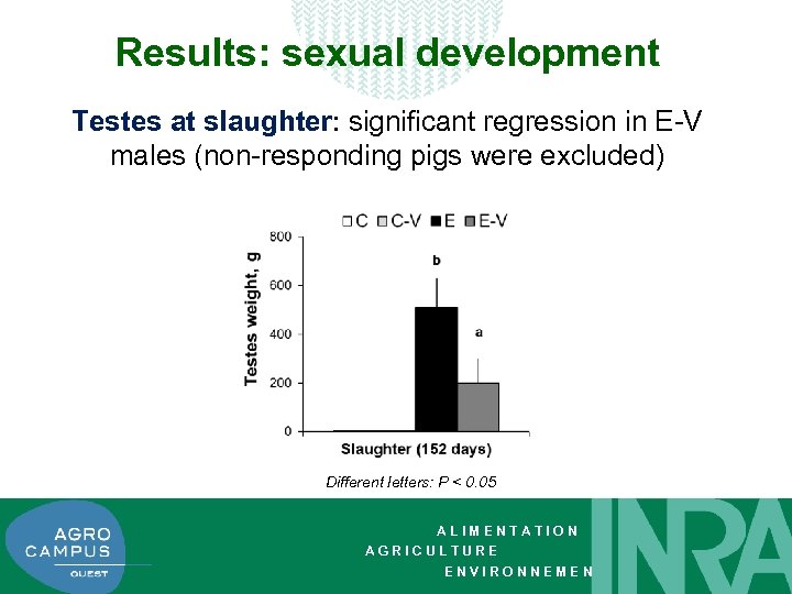 Results: sexual development Testes at slaughter: significant regression in E-V males (non-responding pigs were