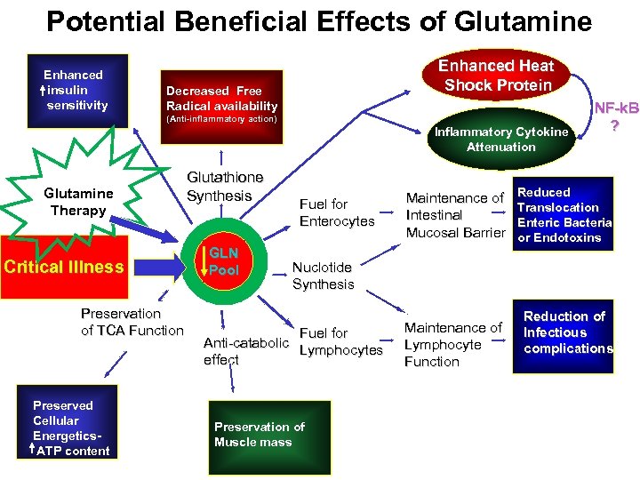 Potential Beneficial Effects of Glutamine Enhanced insulin sensitivity Enhanced Heat Shock Protein Decreased Free
