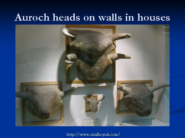 Auroch heads on walls in houses http: //www. catalhoyuk. com/ 