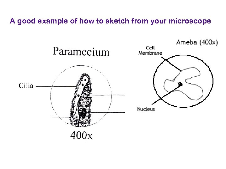 A good example of how to sketch from your microscope 