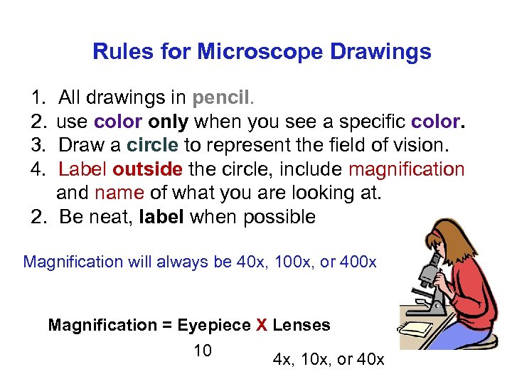 Rules for Microscope Drawings 1. All drawings in pencil. 2. use color only when