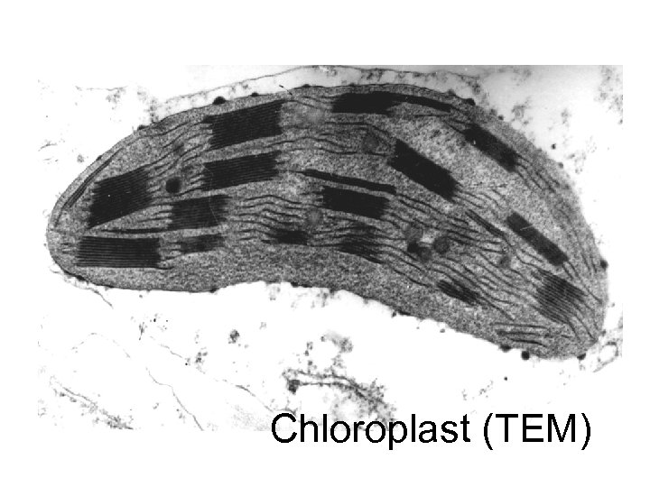 Chloroplast (TEM) 