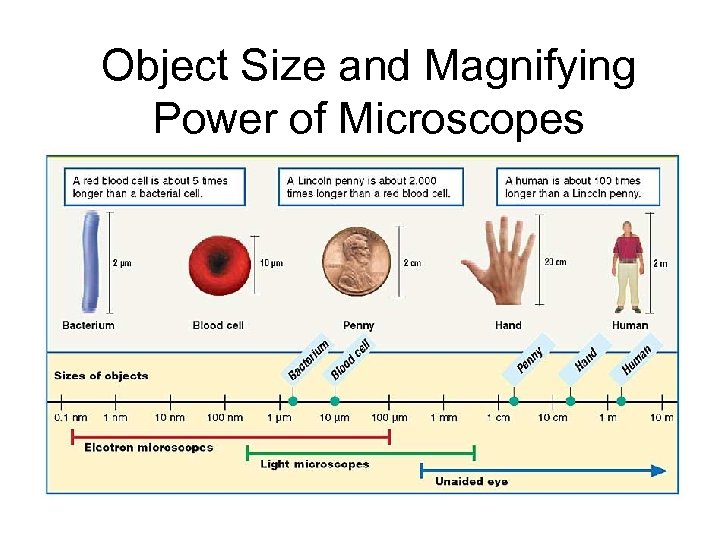 Chapter 1 Object Size and Magnifying Power of Microscopes 