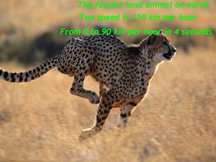 The fastest land animal on earth Top speed is 110 km per hour From