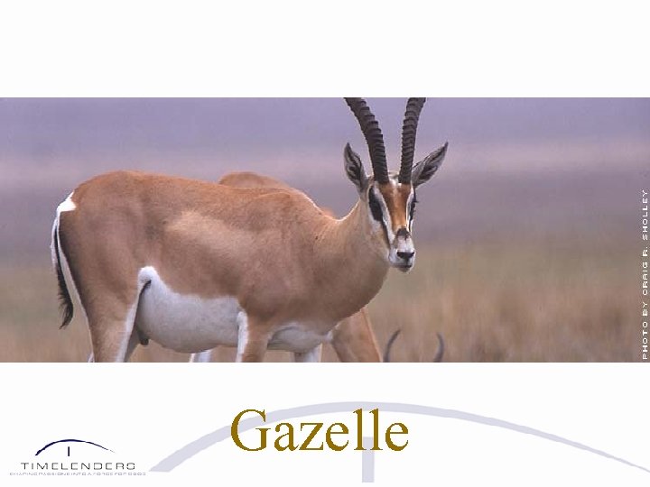 Gazelle 