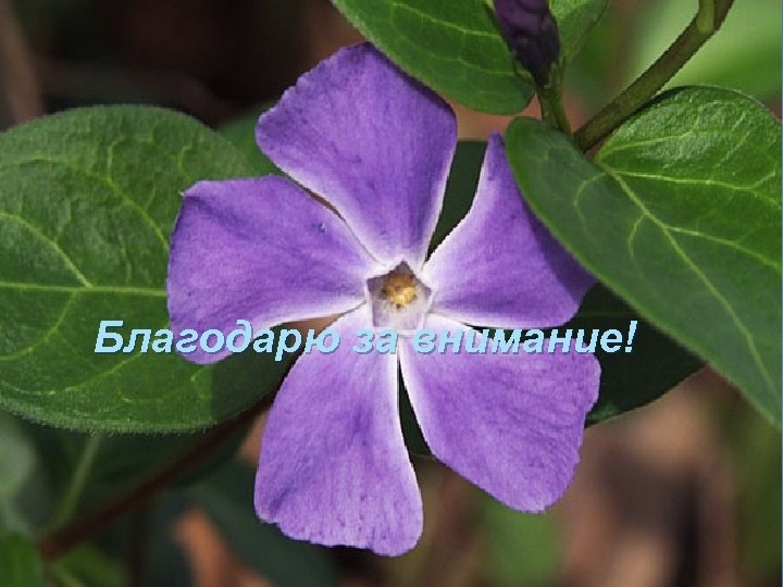 Благодарю за внимание! 