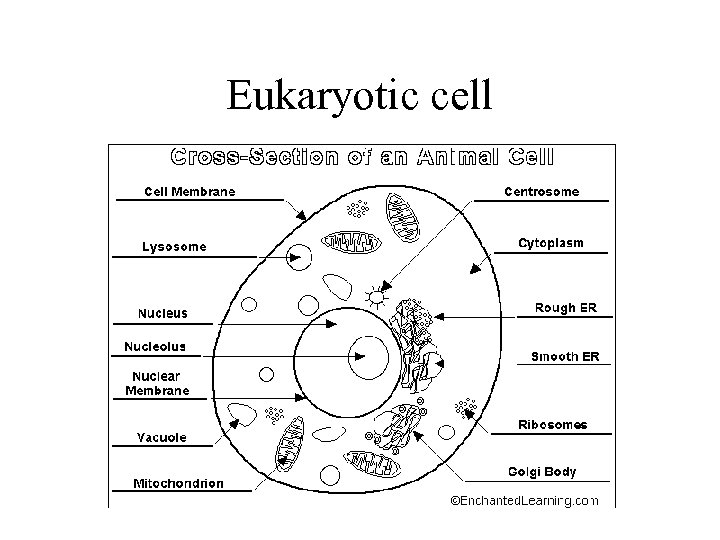Eukaryotic cell 