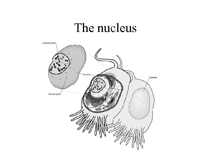 The nucleus 