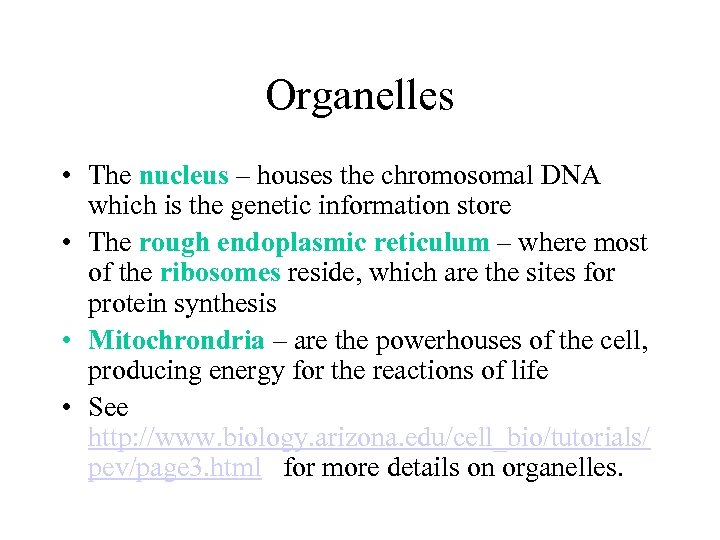 Organelles • The nucleus – houses the chromosomal DNA which is the genetic information