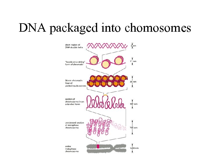 DNA packaged into chomosomes 