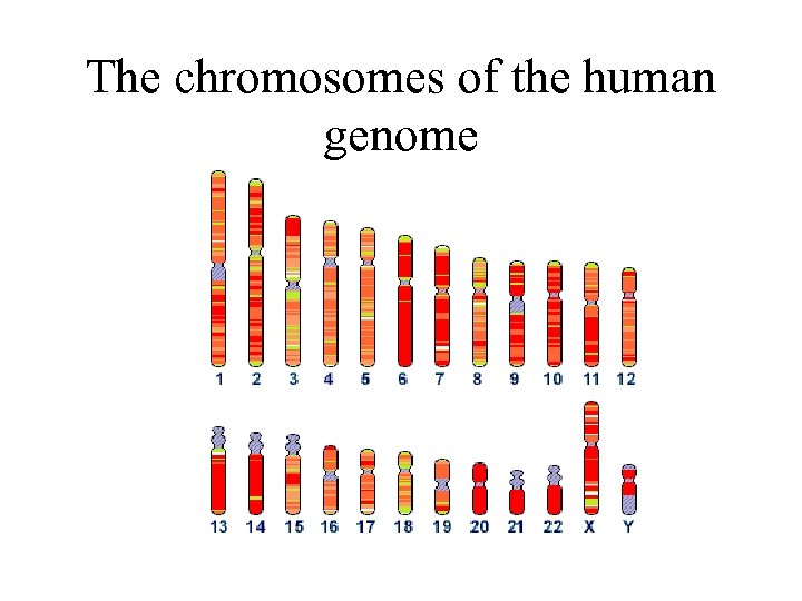 The chromosomes of the human genome 