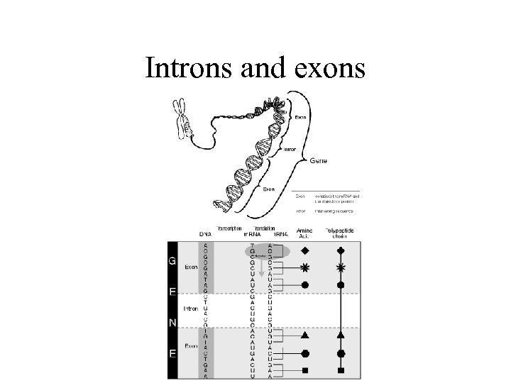 Introns and exons 