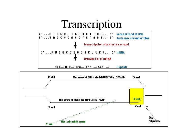 Transcription 