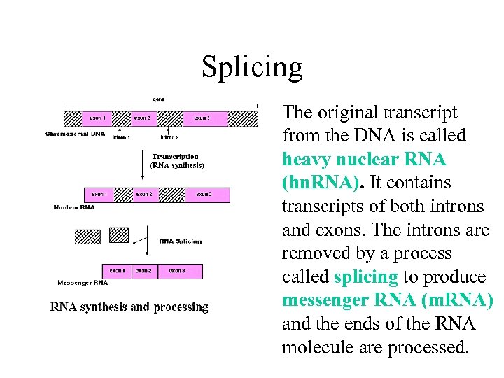 Splicing The original transcript from the DNA is called heavy nuclear RNA (hn. RNA).