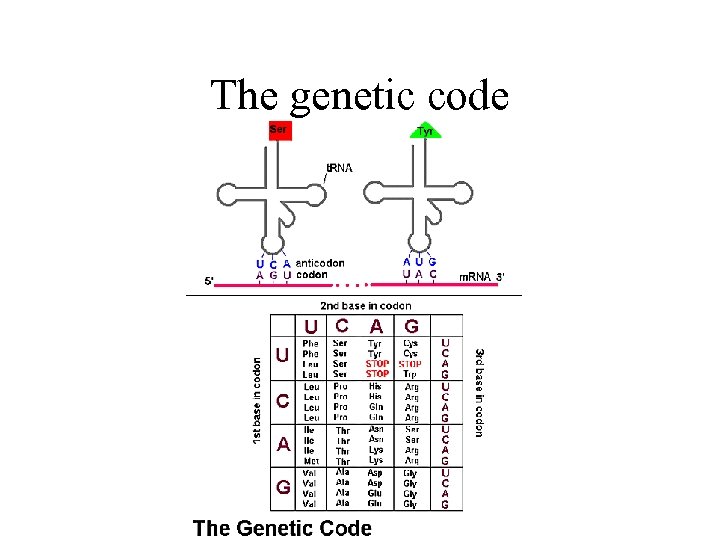 The genetic code 