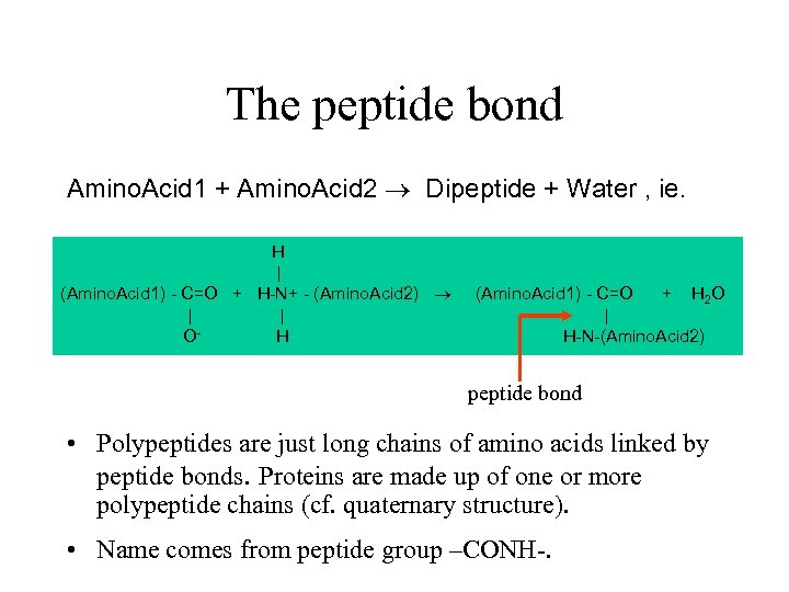 The peptide bond Amino. Acid 1 + Amino. Acid 2 Dipeptide + Water ,