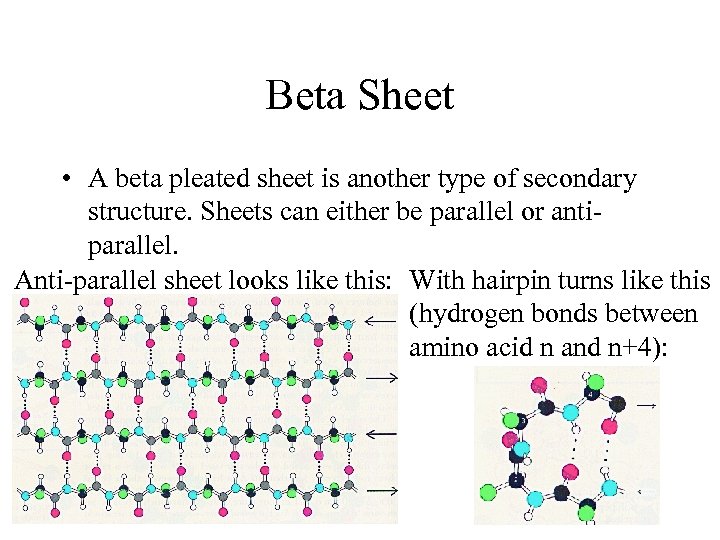 Beta Sheet • A beta pleated sheet is another type of secondary structure. Sheets