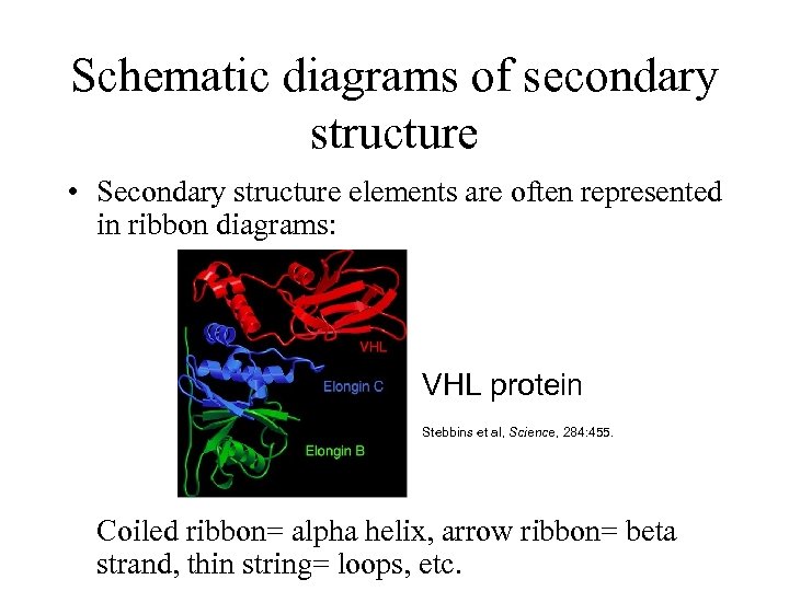 Schematic diagrams of secondary structure • Secondary structure elements are often represented in ribbon