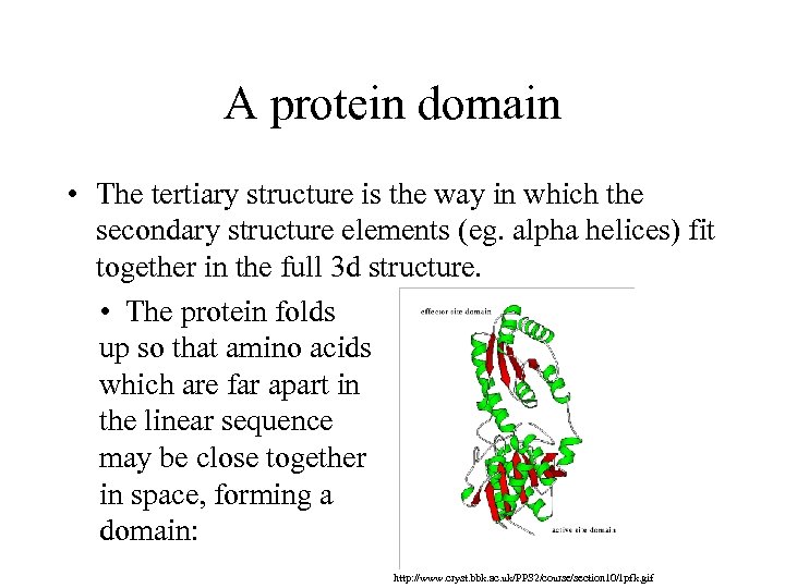 A protein domain • The tertiary structure is the way in which the secondary
