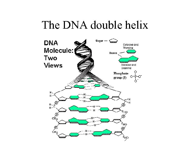 The DNA double helix 