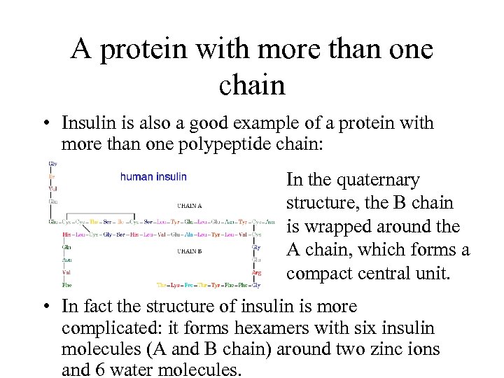 A protein with more than one chain • Insulin is also a good example