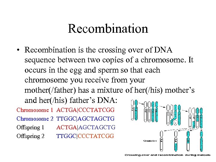 Recombination • Recombination is the crossing over of DNA sequence between two copies of