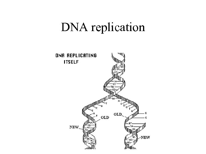 DNA replication 