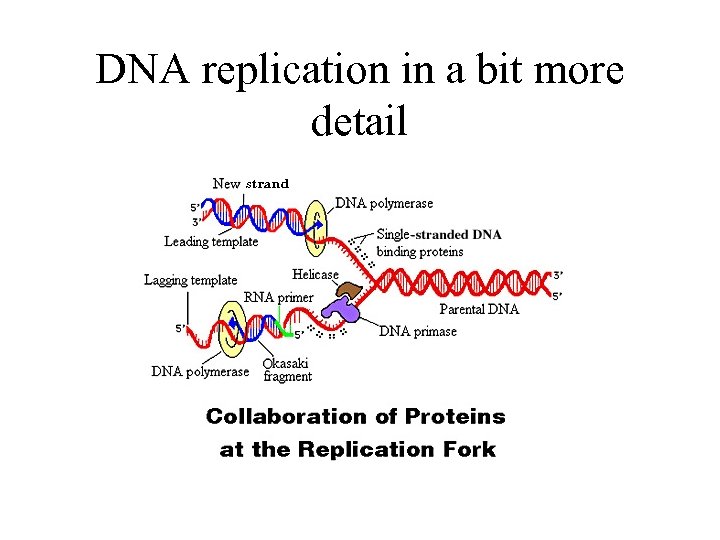 DNA replication in a bit more detail 