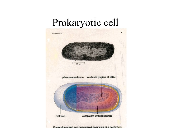 Prokaryotic cell 