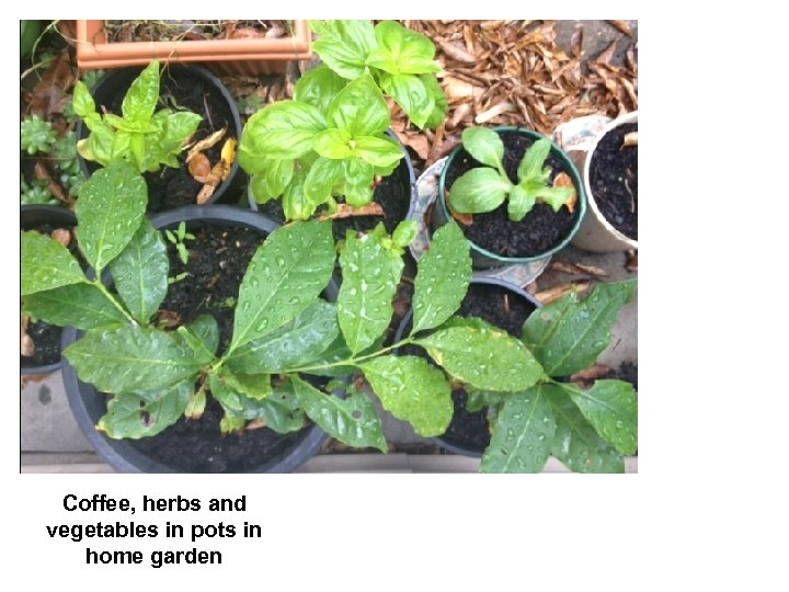 Coffee, herbs and vegetables in pots in home garden 