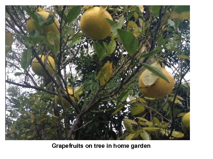 Grapefruits on tree in home garden 