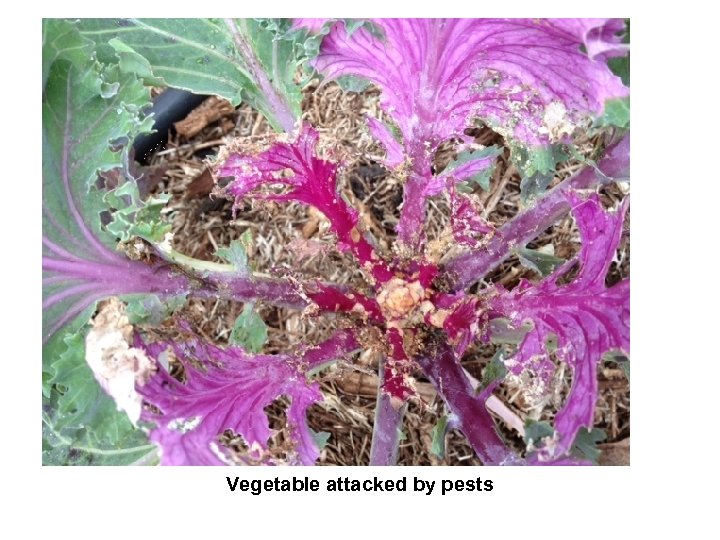 Vegetable attacked by pests 