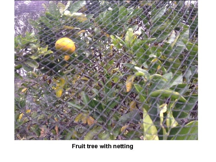 Fruit tree with netting 