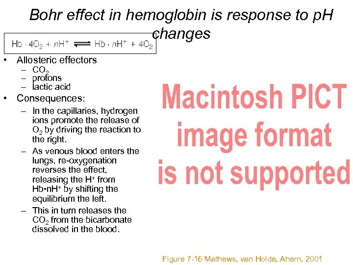 Bohr effect in hemoglobin is response to p. H changes • Allosteric effectors –