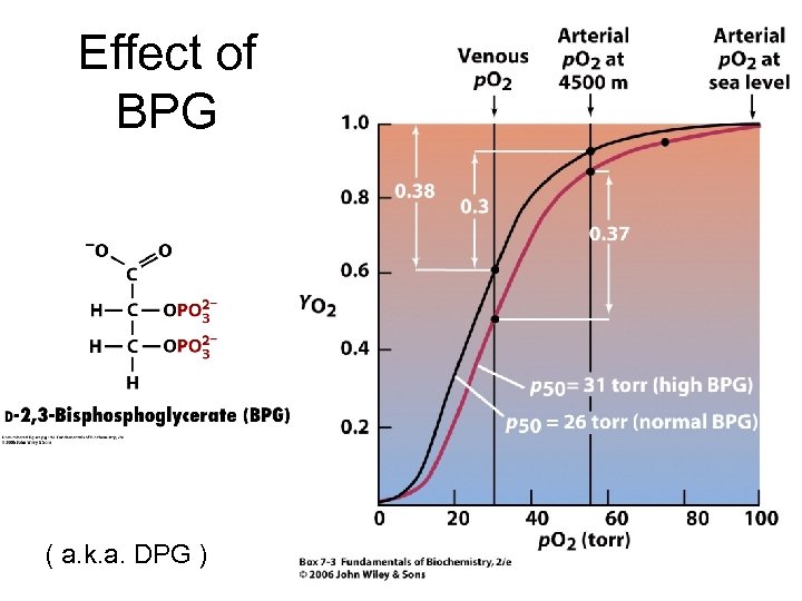 Effect of BPG ( a. k. a. DPG ) 