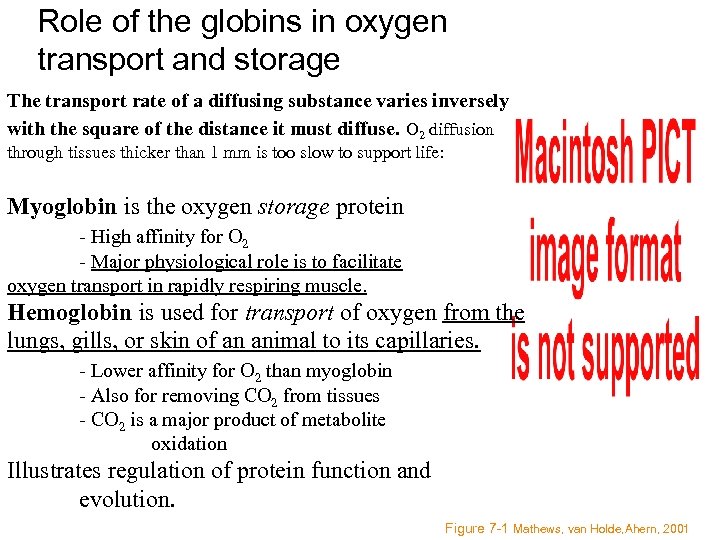 Role of the globins in oxygen transport and storage The transport rate of a