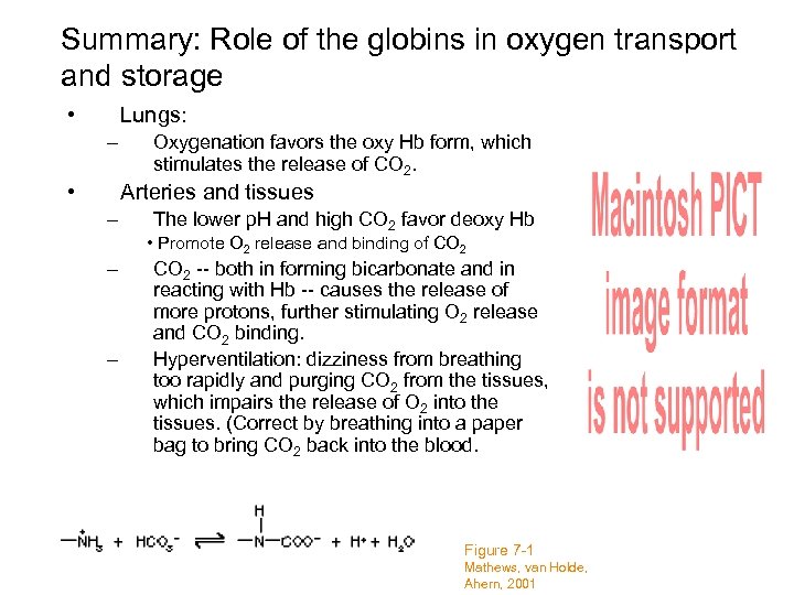 Summary: Role of the globins in oxygen transport and storage • Lungs: – •