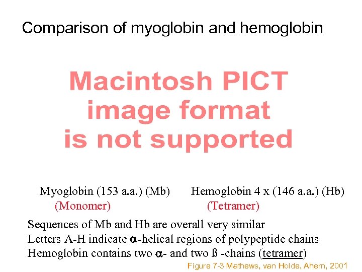 Comparison of myoglobin and hemoglobin Myoglobin (153 a. a. ) (Mb) (Monomer) Hemoglobin 4