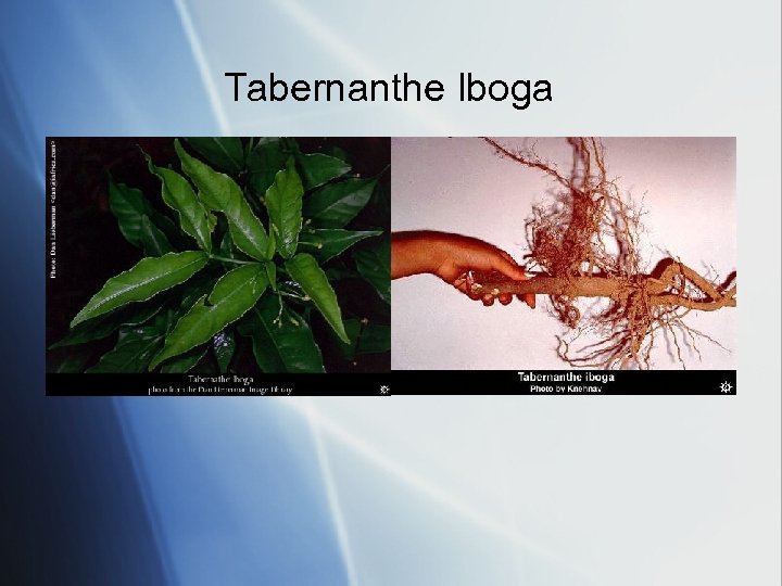 Tabernanthe Iboga 