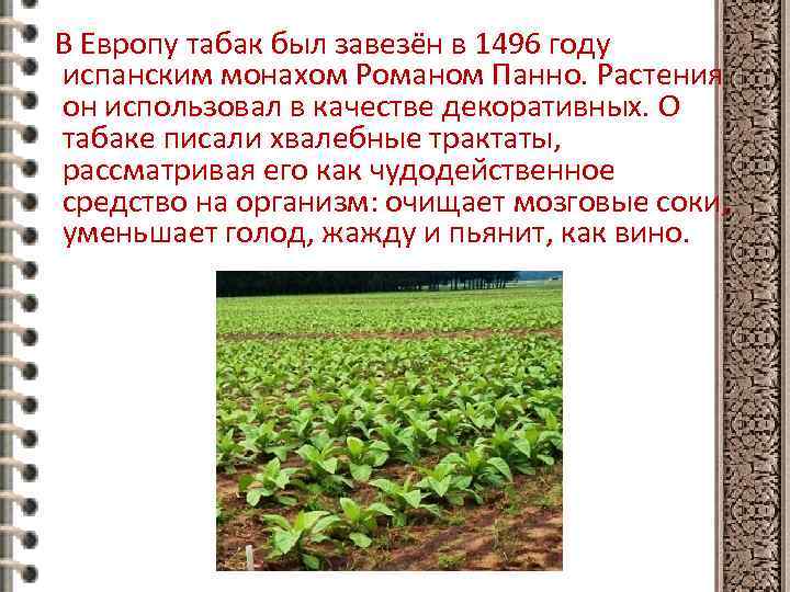 В Европу табак был завезён в 1496 году испанским монахом Романом Панно. Растения он