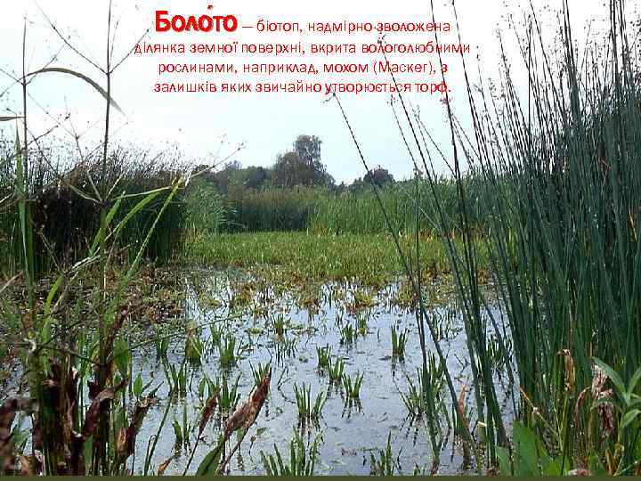Боло то — біотоп, надмірно зволожена то ділянка земної поверхні, вкрита вологолюбними рослинами, наприклад,