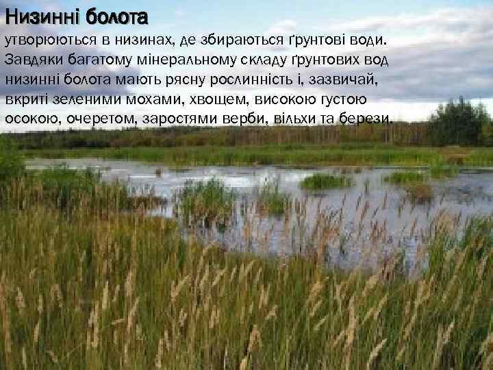 Низинні болота утворюються в низинах, де збираються ґрунтові води. Завдяки багатому мінеральному складу ґрунтових