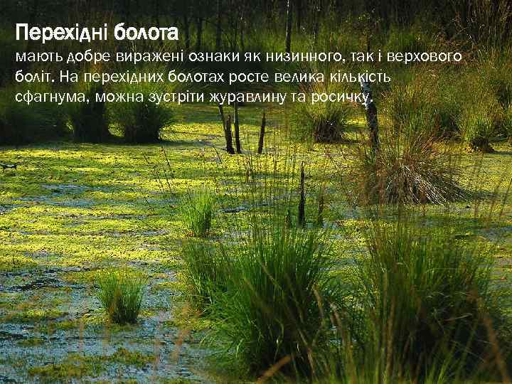 Перехідні болота мають добре виражені ознаки як низинного, так і верхового боліт. На перехідних