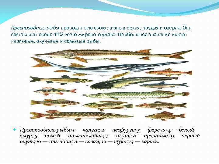 Пресноводные рыбы проводят всю свою жизнь в реках, прудах и озерах. Они составляют около