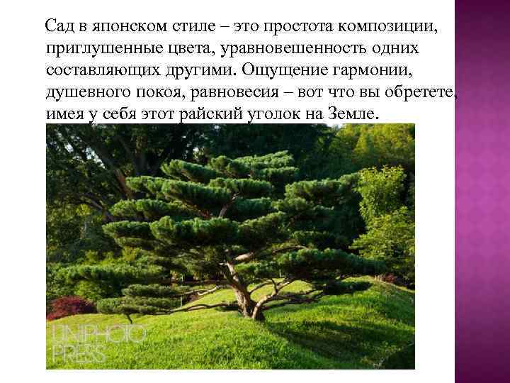 Сад в японском стиле – это простота композиции, приглушенные цвета, уравновешенность одних составляющих другими.