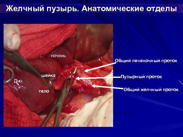 Желчный пузырь. Анатомические отделы печень Общий печеночный проток шейка Дно тело Пузырный проток Общий